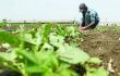 Fermierii îşi vor putea cultiva terenurile din regiunea transnistreană
